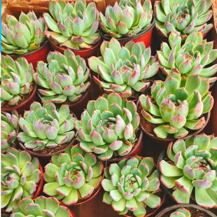 水蜜桃吉娃娃大颗多肉植物肉肉新手办公室桌面盆栽巨多肉冠幅10cm