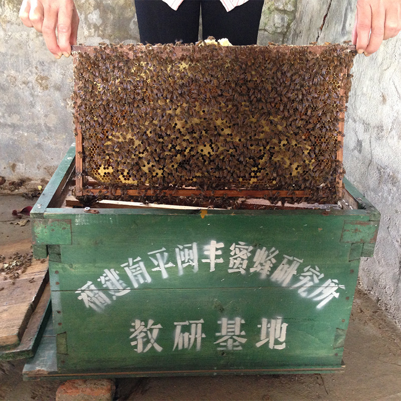 中蜂蜂群带王带巢子脾笼蜂 活体蜜蜂阿坝福建中华土蜂种授粉包邮