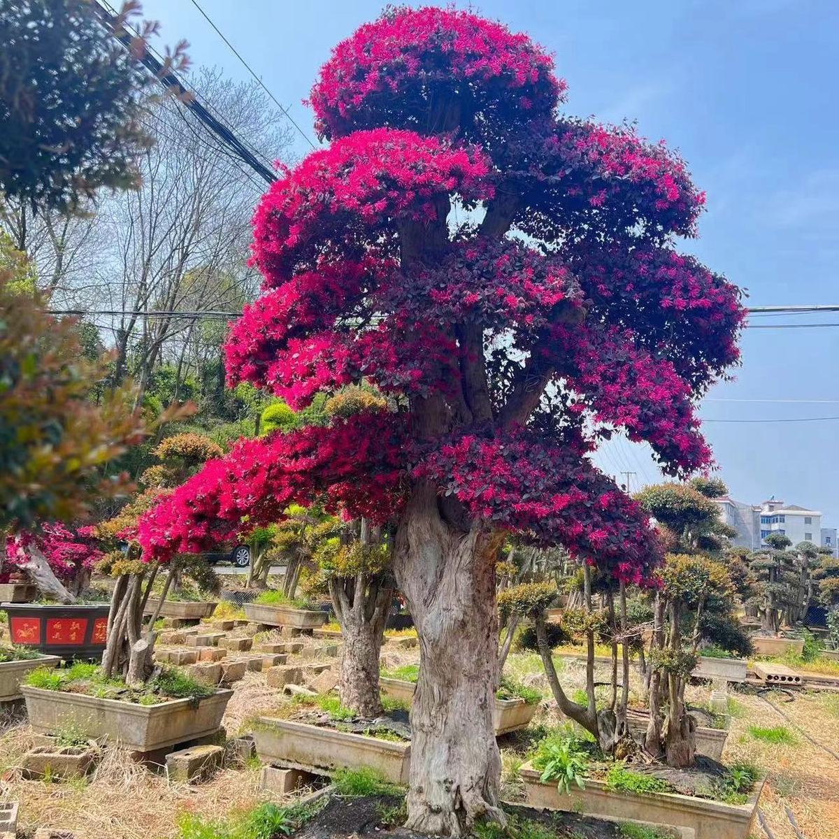 基地直发 造型红花继木桩盆景 庭院别墅绿化景观树 耐寒好养老桩