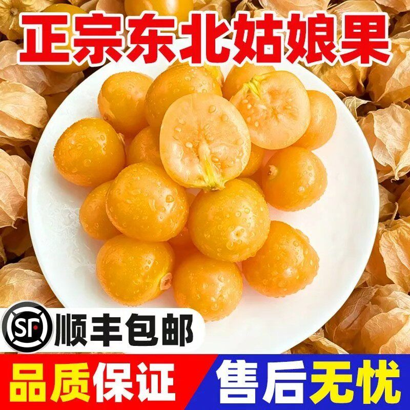 【新鲜采摘】姑娘果整箱东北灯笼果应季洋菇香甜特产新鲜顺丰包邮