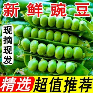 【新鲜现摘】云南豌豆带壳新鲜蔬菜应季青豆素菜甜脆生豌豆批发