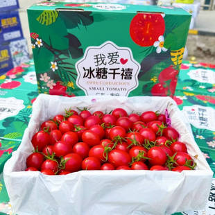 【茂名产地直发】广东电白冰糖千禧新鲜冰糖小番茄水爆汁产地直发