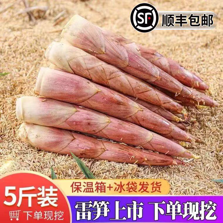【顺丰包邮】雷笋新鲜现挖应季春笋冬笋鲜竹笋嫩笋尖油焖笋整箱