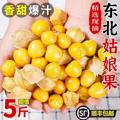 【新鲜采摘】姑娘果整箱东北灯笼果应季洋菇香甜特产新鲜顺丰包邮