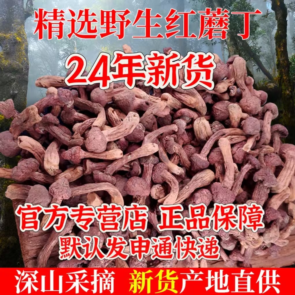 红蘑丁东北特产辽朝阳宁精品蘑菇自然晾晒干货肉蘑野生松树伞250g
