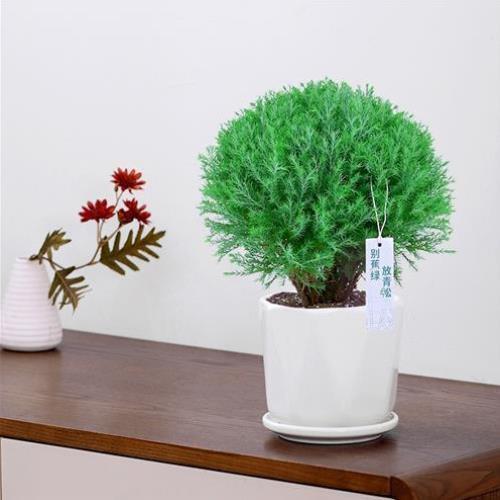心森岚雾凇招财桌面老桩绿植小盆景室内办公室雾松放青松植物盆栽