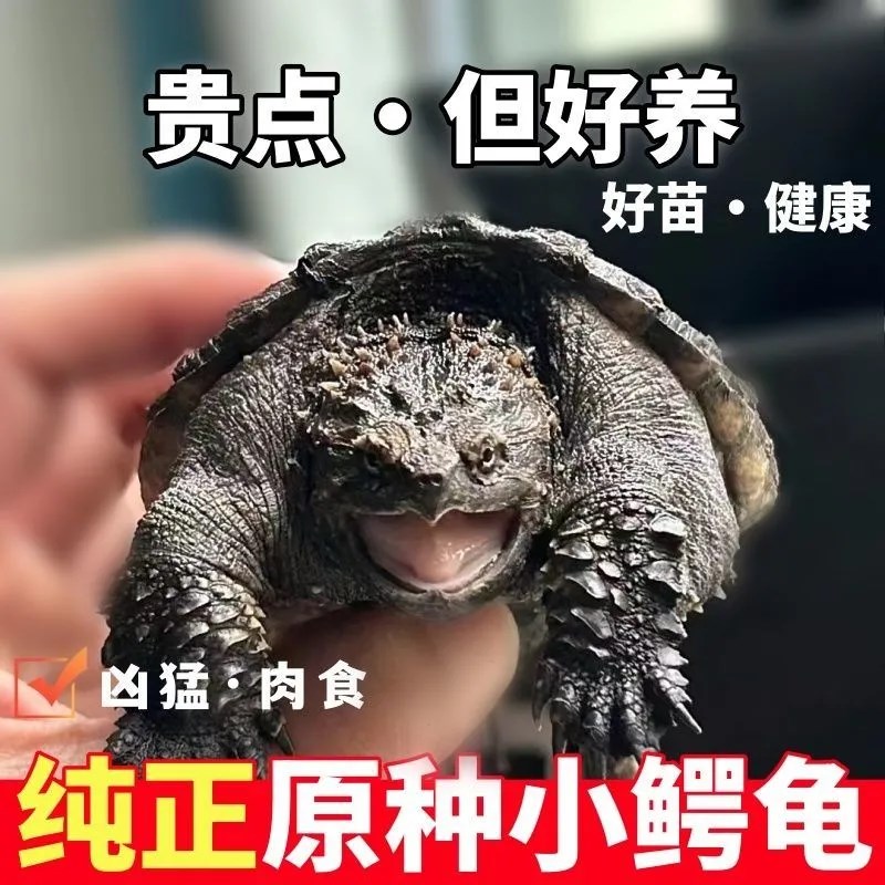 热销北美小鳄龟爆刺宠物龟观赏龟杂佛食肉龟水龟外塘凶猛小乌龟活