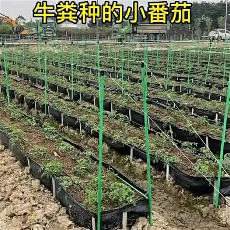 热销玻璃纤维管番茄百香果爬藤架南瓜架遮阳网支撑立杆生蚝养殖排