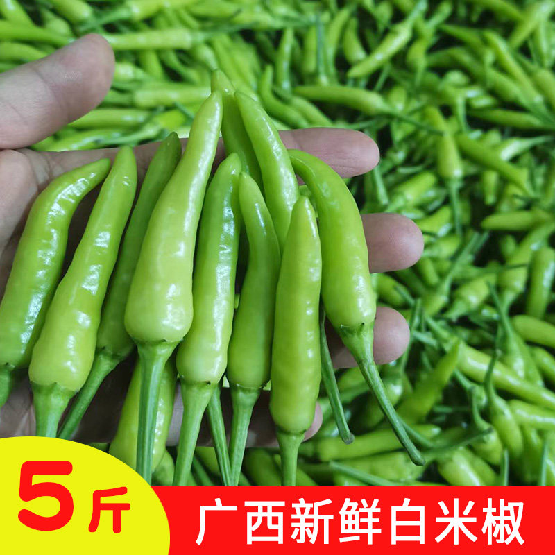 广西新鲜白米椒野山椒白辣椒腌制泡椒白皮辣椒尖椒椒老坛酸菜