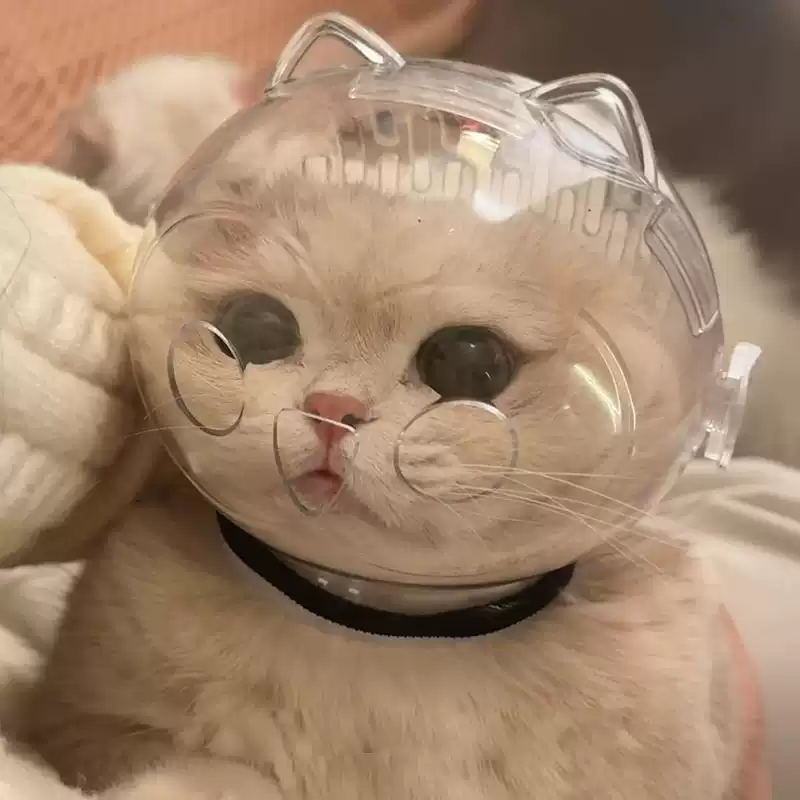 猫咪太空头罩防咬洗澡剪指甲打架