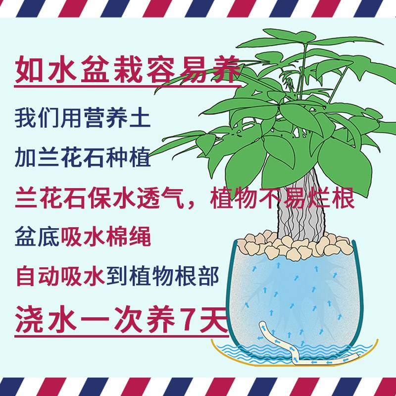 如水金钱树盆栽 室内植物 恭喜发财树办公室客厅桌面水培绿植花卉