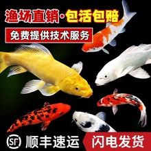 顺丰锦鲤鱼活鱼冷水淡水鱼苗观赏鱼金鱼小型好养耐活红鲤鱼小锦鲤