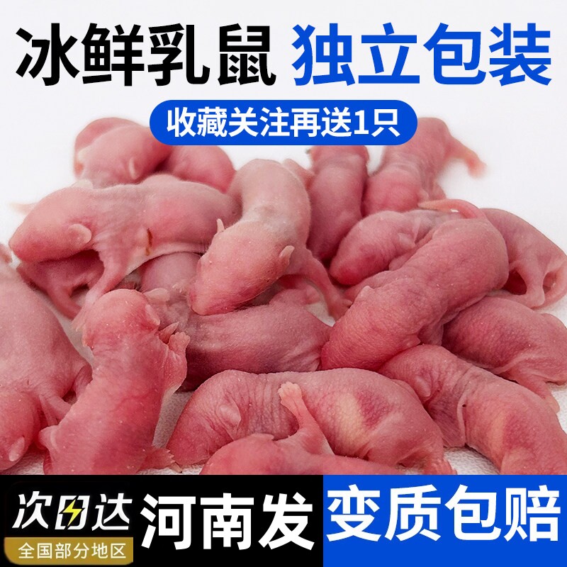 无菌冷冻小白鼠冻鼠红皮粉皮冰鲜乳鼠爬宠饲料喂蜥蜴角蛙猫蛇专用