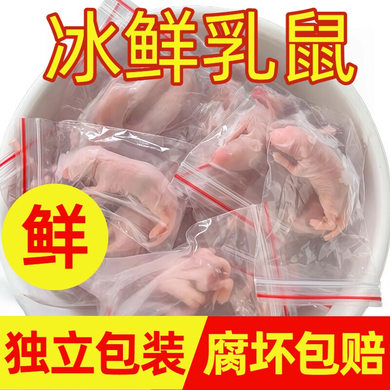小白鼠红皮乳鼠粉皮白霜食物乳鼠冰冻宠物蛇饲料粮喂幼猫龟包邮装图片