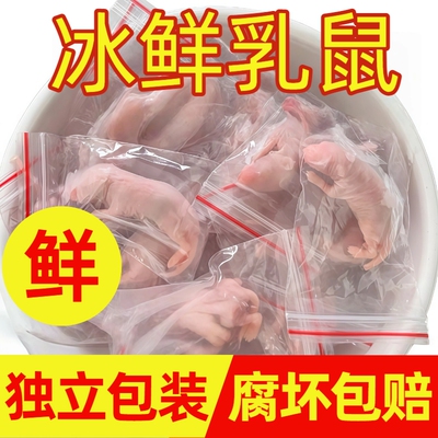小白鼠红皮乳鼠粉皮白霜食物乳鼠冰冻宠物蛇饲料粮喂幼猫龟包邮装