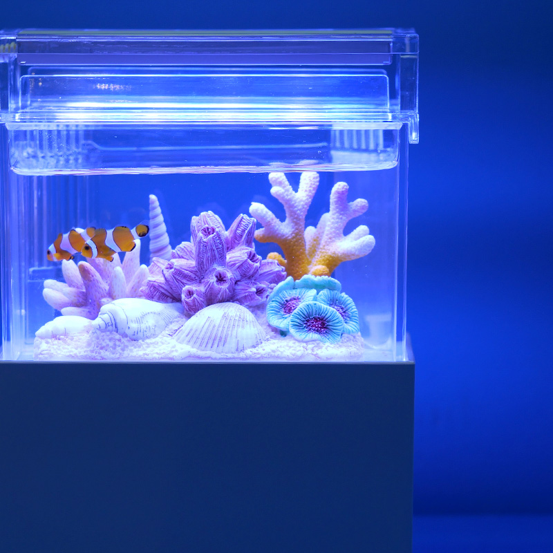 桌面小鱼缸小丑鱼迷你海水缸小型办公室斗鱼水族箱微景观生态套装
