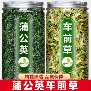 蒲公英车前草中药材旗舰店正品新鲜干货浦公英车钱草袋泡茶泡水喝