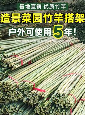 竹竿菜园搭架蔬菜细瓜番茄豆架杆竹黄篱笆栅栏小竹子竹竿青色竹角