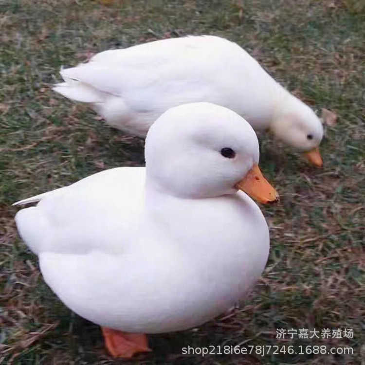 柯尔鸭养殖 宠物柯尔鸭成鸭出售价格 柯尔鸭饲养方法吃什么