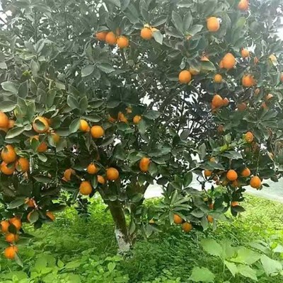广西柳州融安脆蜜金桔三年大y苗脆蜜金柑苗滑皮金桔苗庭院盆景地