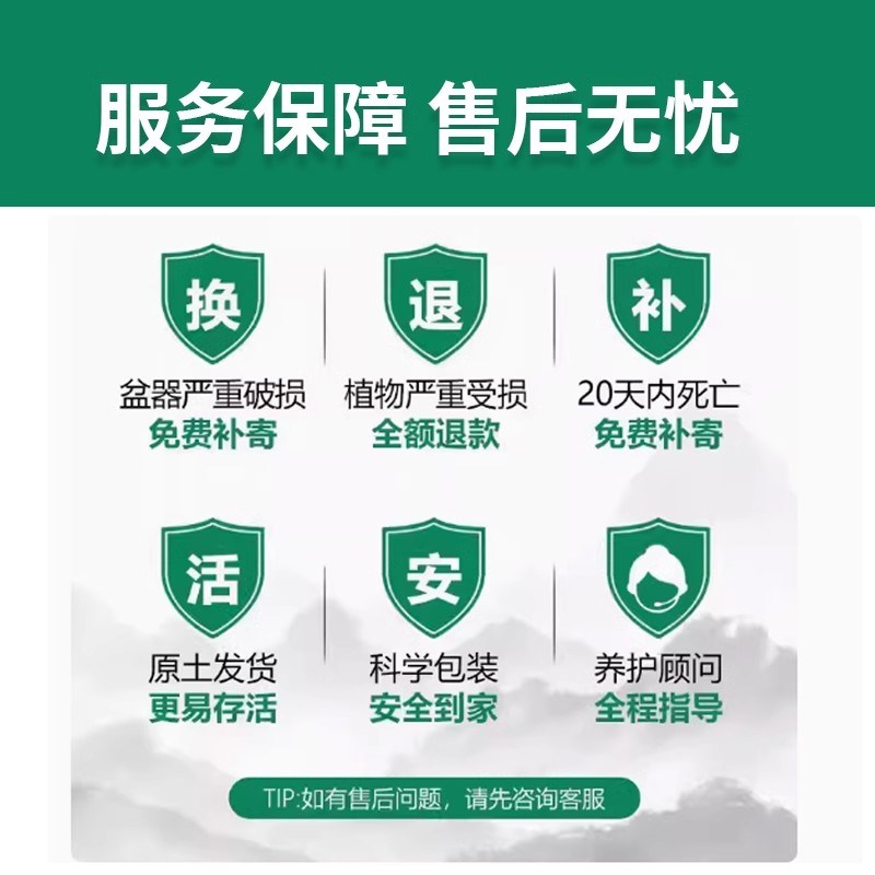 金钱树室内绿植小盆栽桌面x盆景养眼小摆件水培花卉办公清新