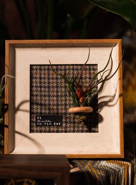 生野造物牵挂梨空气凤梨相框装饰D办公桌面绿植摆件软装挂画礼物