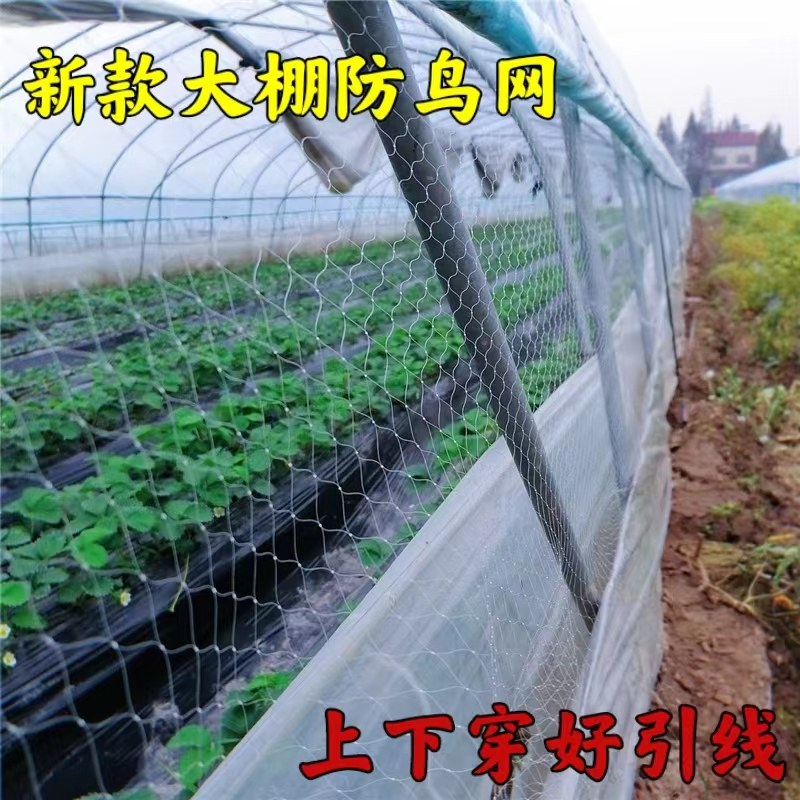 农用草莓大棚通风口防鸟网西瓜y大棚口防鸟葡萄果园天网果树防护,农机/农具/农膜,农用防鸟网,淘宝优惠券,粉丝福利购,淘宝优惠卷