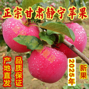 精品甘肃静宁苹果静宁红富士新鲜脆甜