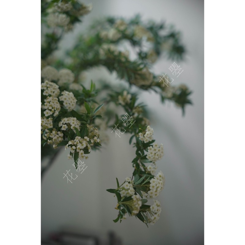 花曌 小手球鲜花鲜切花真花水培家居瓶插花斗柜子茶几餐桌面插花
