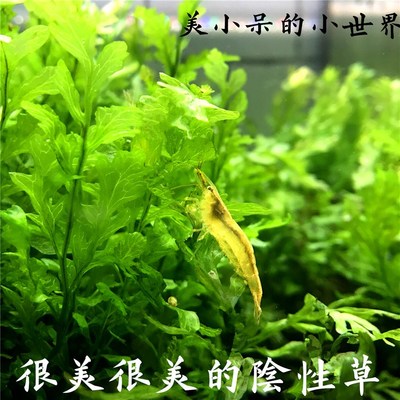 黑木蕨黒木厥水草水下叶水晶虾缸 阴性草 莫斯moss自养真水草水下