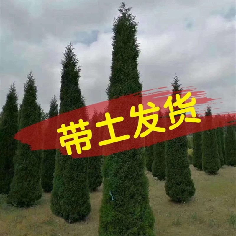 柏树树苗塔柏四季常青松柏树大树苗侧柏蜀桧苗扁柏宝塔松龙柏耐寒