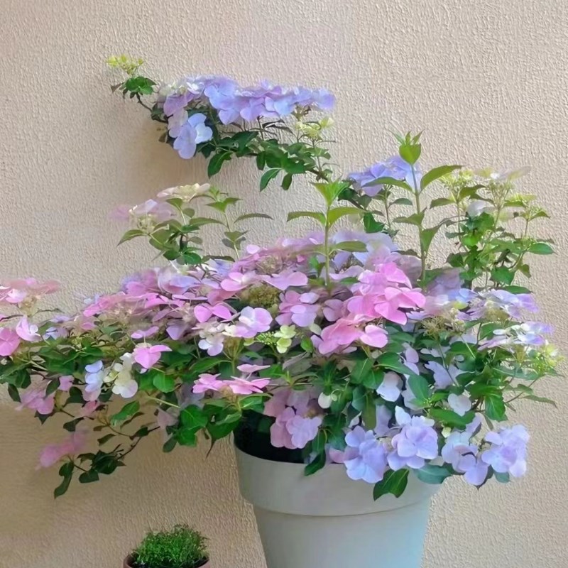 绣球落跑新娘绣球花大苗爬藤垂钓庭院花园耐寒四季花卉网红超新品