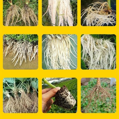 猛生根原液强力生根壮苗剂移栽扦插抗病调理酸碱水溶肥叶面肥通用