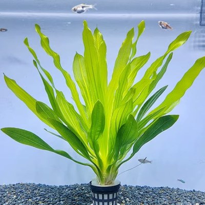 懒人水草套餐植物淡水有茎类绿菊蜈蚣草草缸造景水族箱中后景沉木