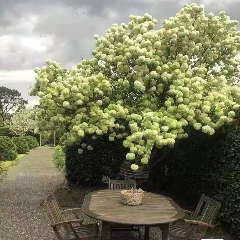 东篱园艺中华木绣球别墅庭院花卉木本绣球花苗白色斗球花树苗耐寒