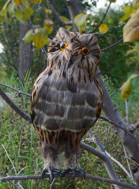 仿真猫头鹰动物模型吓鸟q工具真羽毛鸟类饰品摆件庭院超市森林道