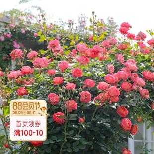 海蒂的花园月季花苗藤本浪漫宝贝可爬藤耐热藤本阳台植物花卉盆栽