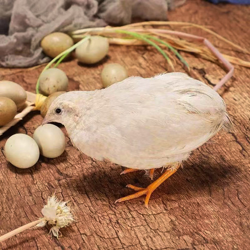 德系变异宠物鸡种蛋受精蛋可孵化蛋礼服纯白瓦灰网红阳台迷你鹌鹑