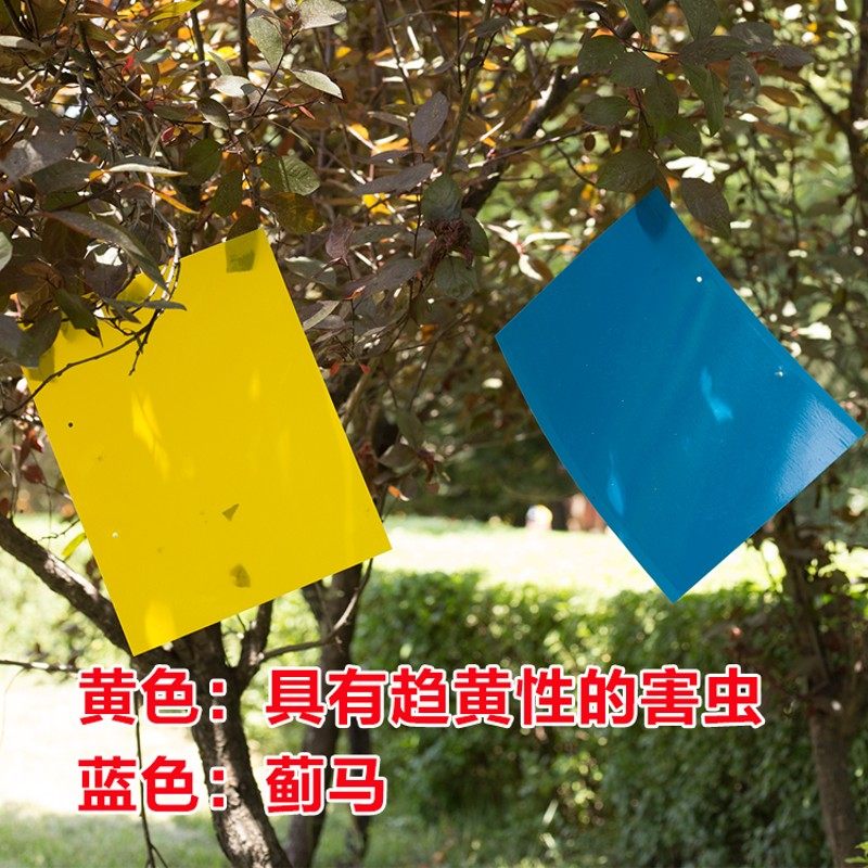 双面粘虫板黄色诱虫板防水蓝板蔬菜温室大棚小黑飞果实蝇苍蝇包邮