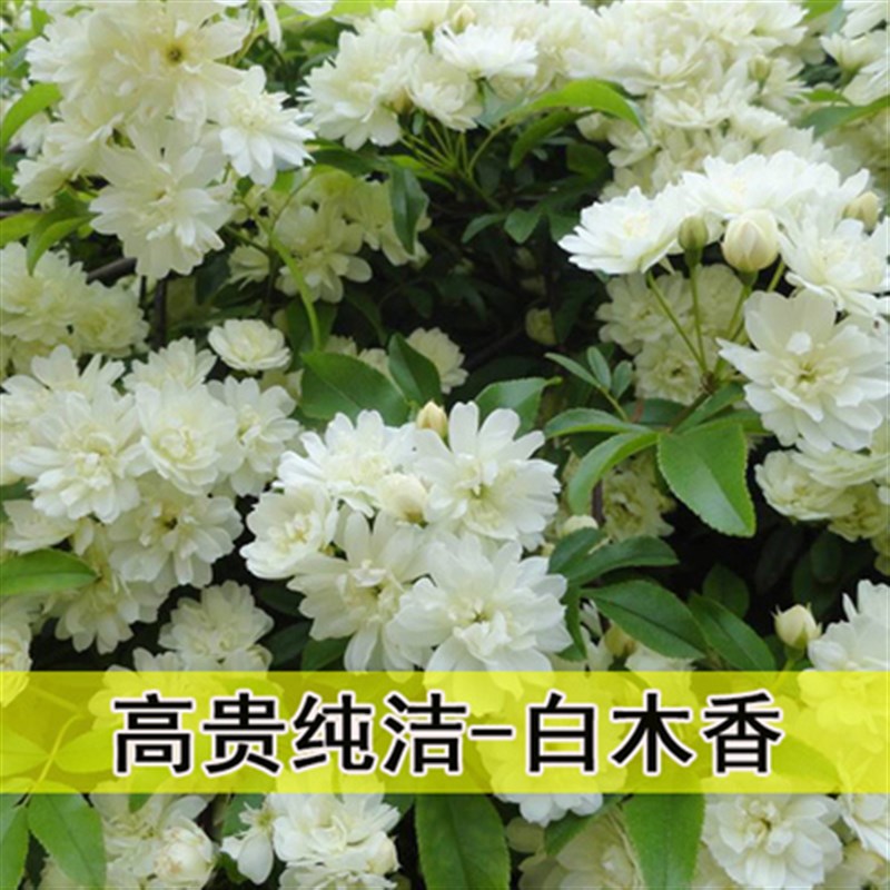 栽攀缘花卉-七里香*木香花苗 香气逼人白花木香苗 无刺