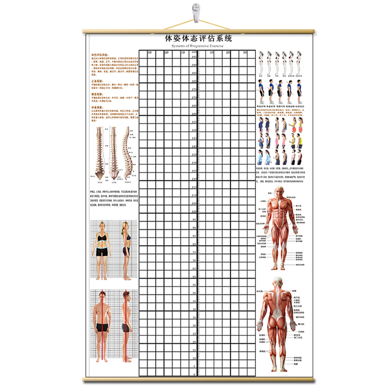 体态评估表挂式贴式体测健身房瑜伽馆私教身高臂展网格身体对比图