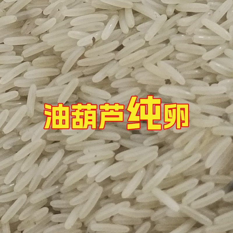 双斑油葫芦蟋蟀虫卵蛐蛐卵10000粒受精卵99%纯卵黑蟋蟀卵教技术