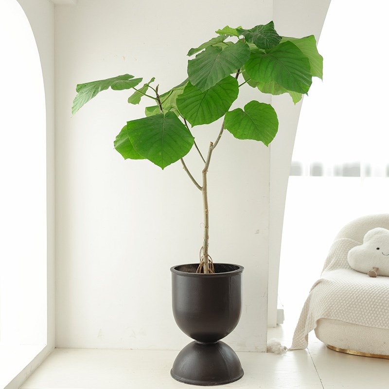 爱心榕绿植室内盆栽琴叶榕老桩大型办公室客厅落地式禄植真花易活