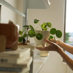 常绿 植物盆景四季 诗与自然 圆叶镜面草北欧办公桌面盆栽小众个性