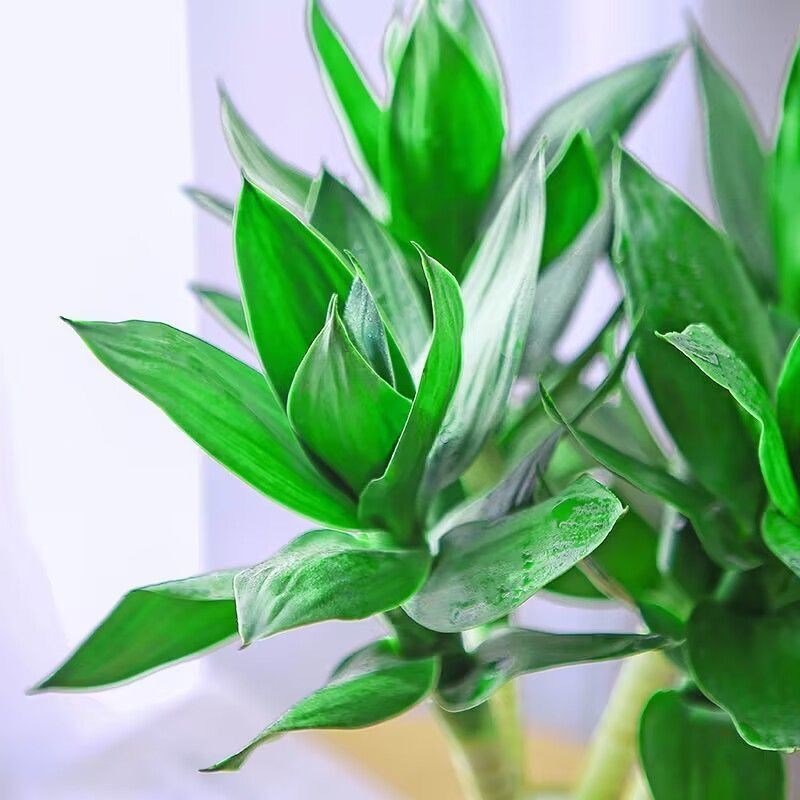 文昌竹带根荷花竹观音竹富贵竹水培植物办公室内水养绿植净化空气