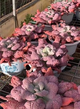 精品包菜系高砂之翁 蓝色妖姬 狂野男爵巨型多肉植物新手好养易活