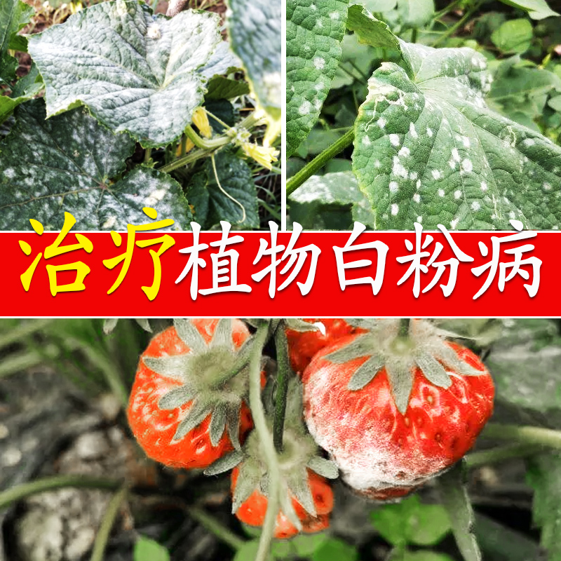 白粉病特效专用药月季多肉花卉