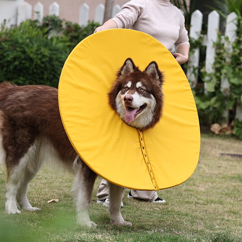 加长伊丽莎白圈大型犬狗狗加深舒服脖圈宠物加宽狗头套罩