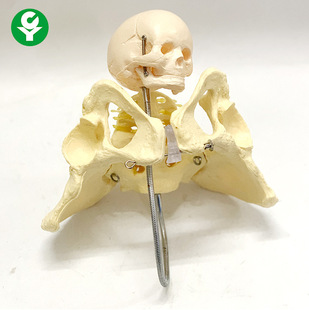 助产示教模型 女性分娩过程演示 自然大女性骨盆模型 分娩骨盆