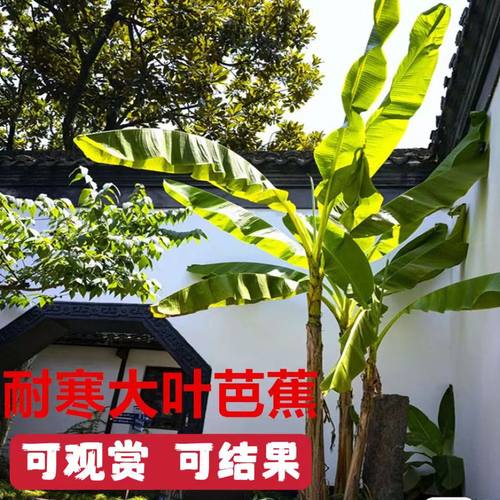 芭蕉树绿植盆栽庭院香蕉树苗大型北方室外内耐寒植物户外观赏